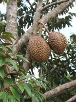 voyage-vietnam-decouverte-degustation-de-fruit-exotique-durian