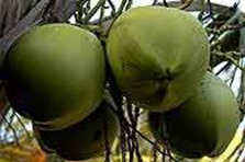 voyage-vietnam-decouverte-degustation-de-fruit-exotique-noix-de-coco