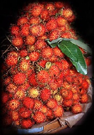 voyage-vietnam-decouverte-degustation-de-fruit-exotique-ramboutan
