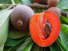 voyage-vietnam-decouverte-degustation-de-fruit-exotique-sapoti
